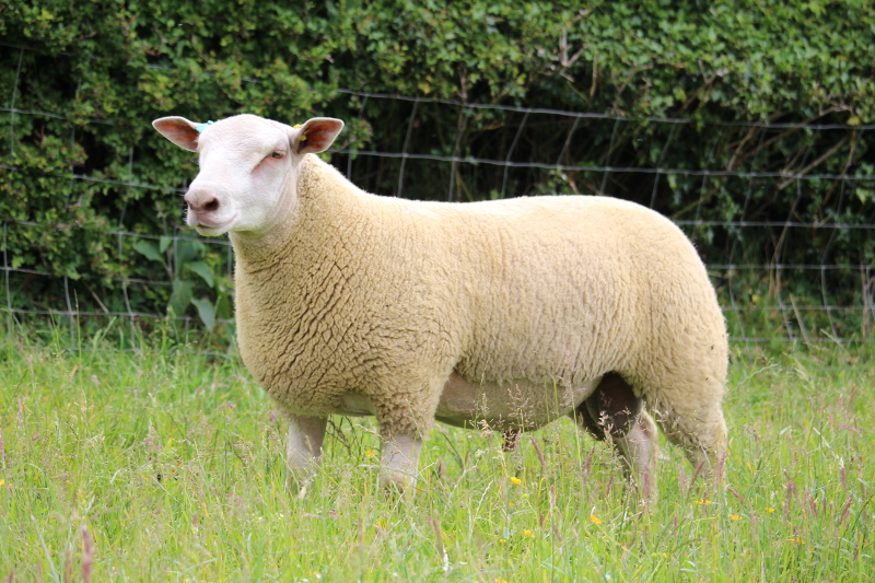 Edstaston Pillastro Lot 227